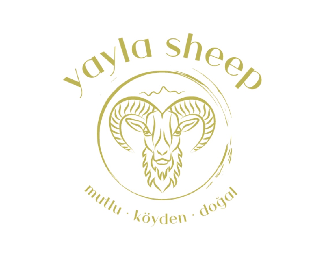 Yayla sheep